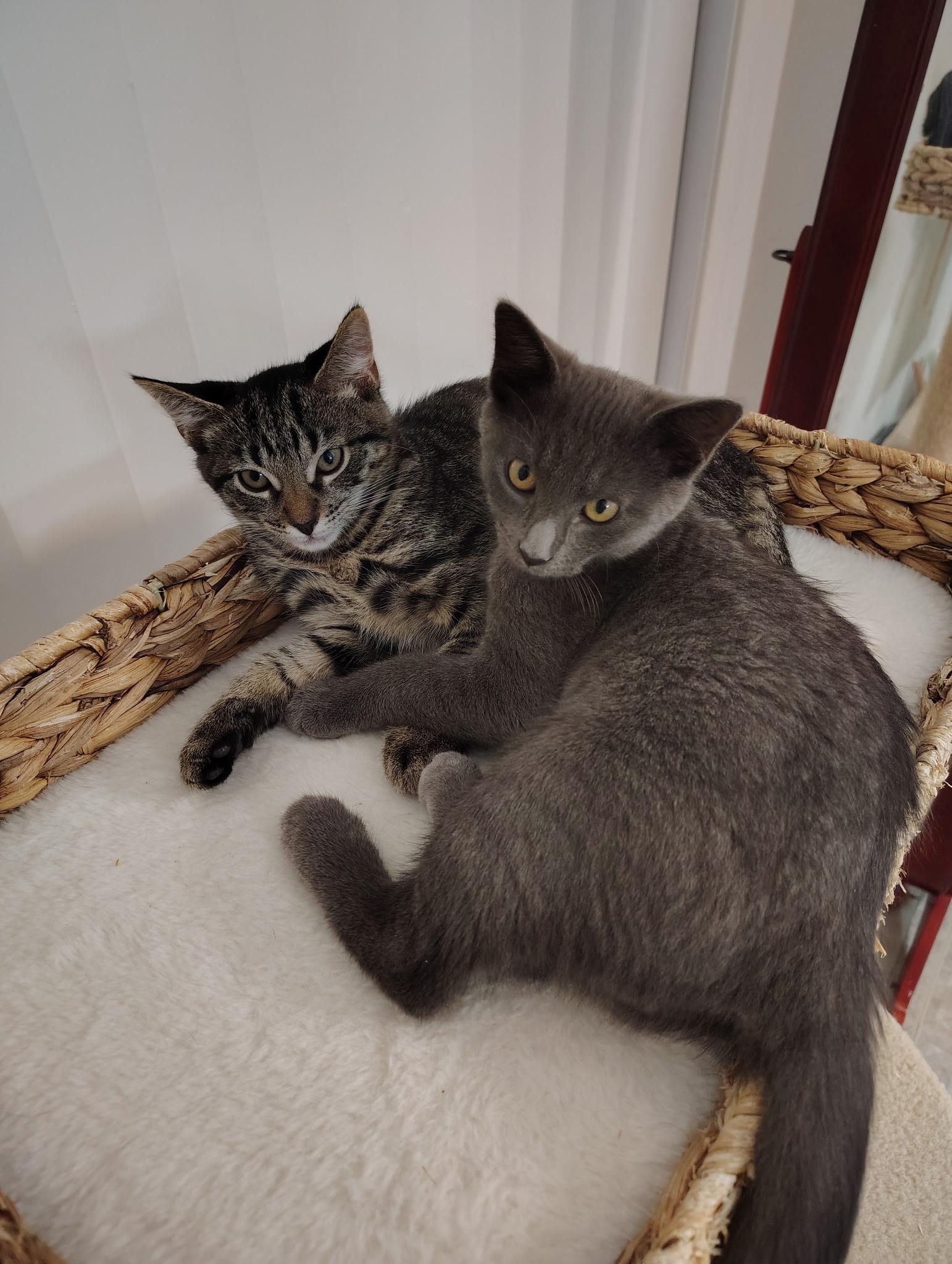 Enlarge Sophie, a Adoptable American Shorthair in North Chesterfield, VA image 3/4