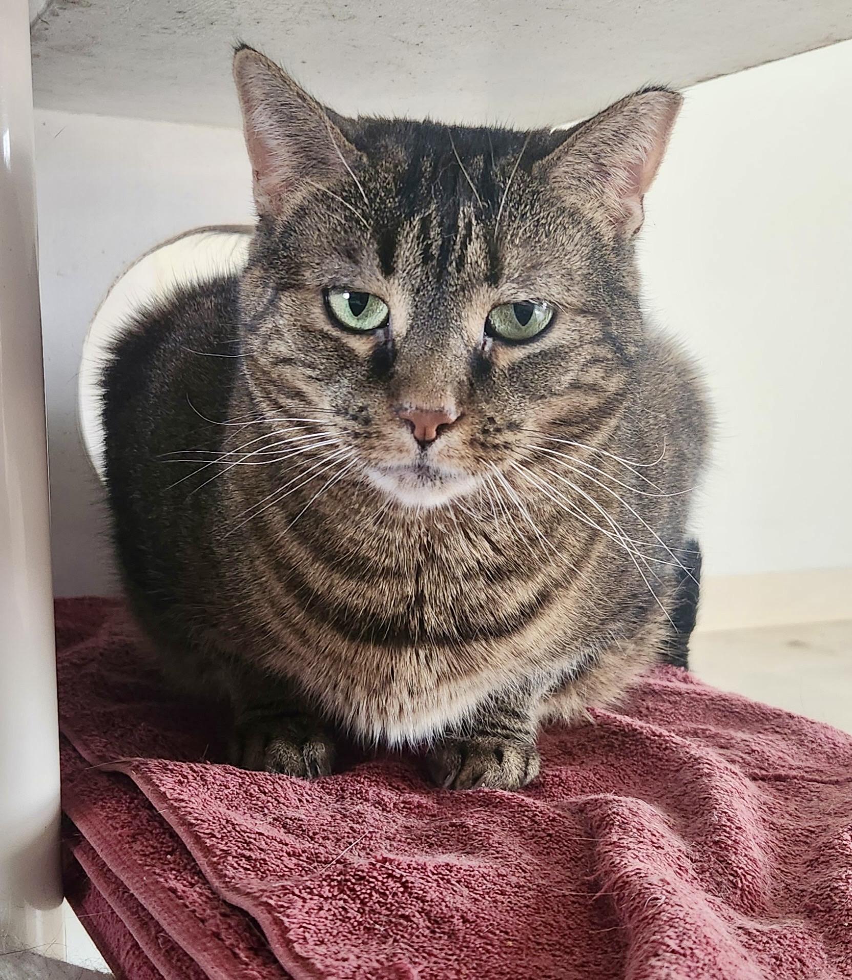 Enlarge Sabrina, a Adoptable Domestic Short Hair in Queenstown, MD image 5/5