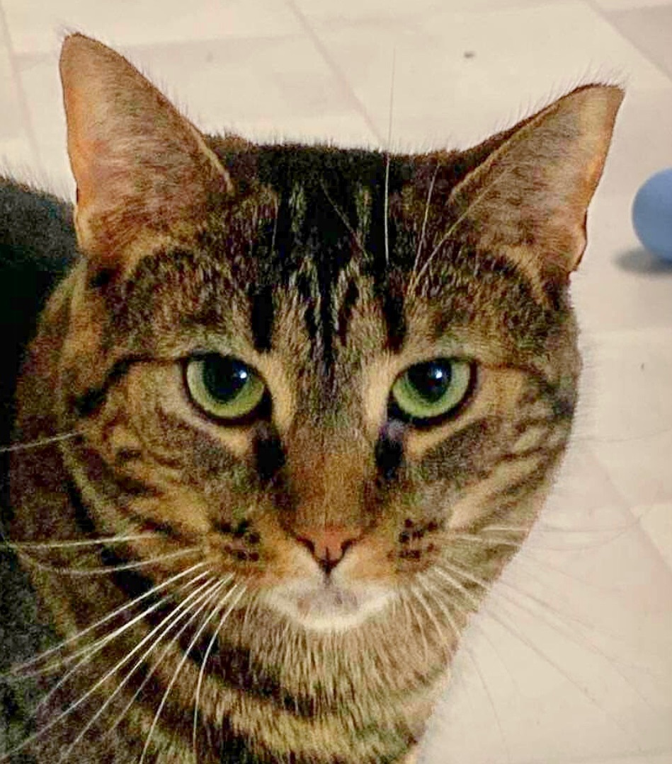 Enlarge Sabrina, a Adoptable Domestic Short Hair in Queenstown, MD image 8/12