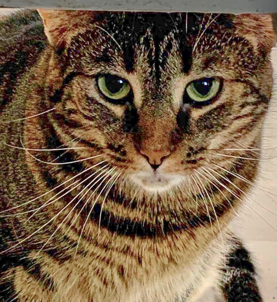 Enlarge Sabrina, a Adoptable Domestic Short Hair in Queenstown, MD image 9/12