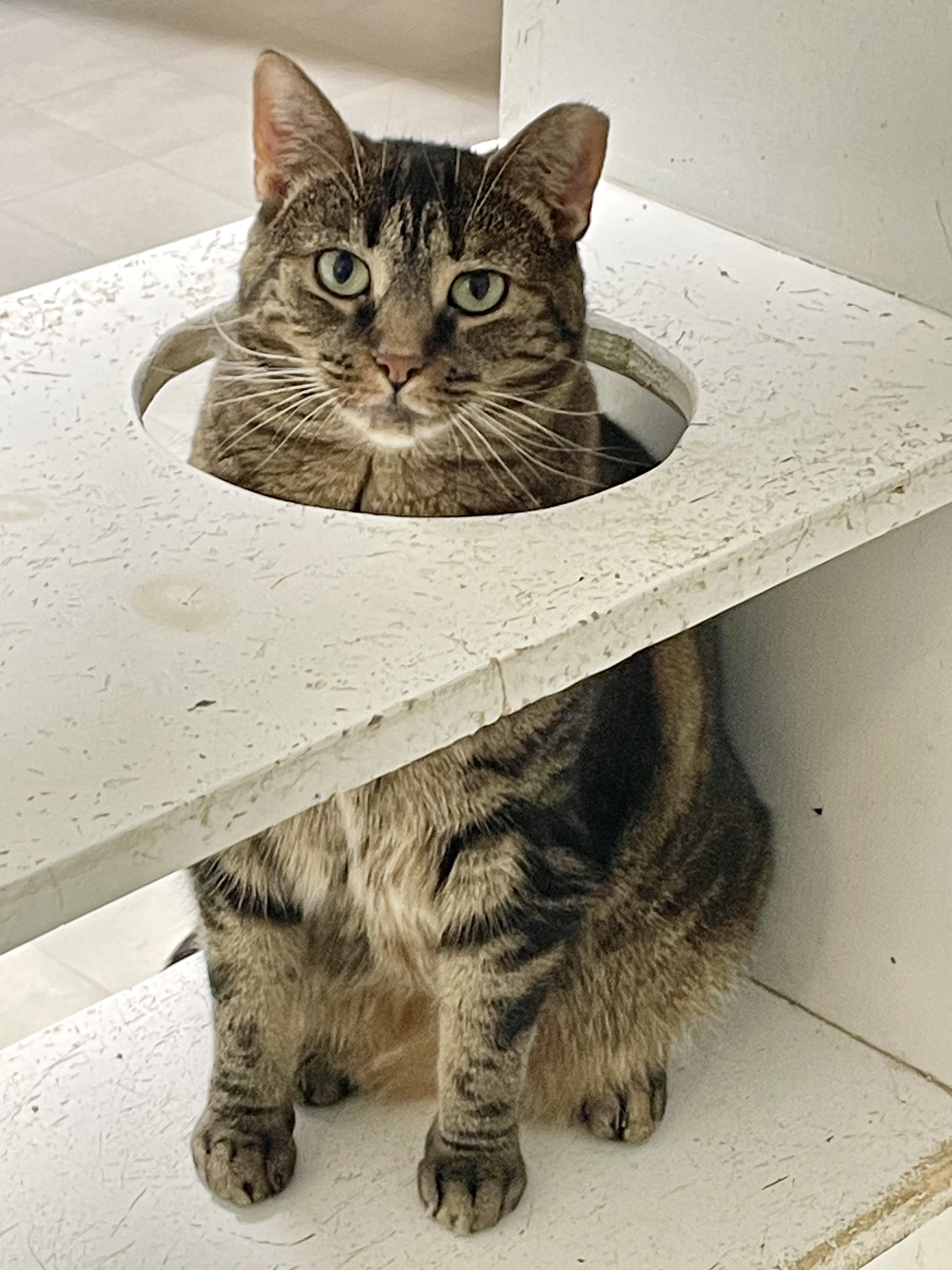 Enlarge Sabrina, a Adoptable Domestic Short Hair in Queenstown, MD image 1/12