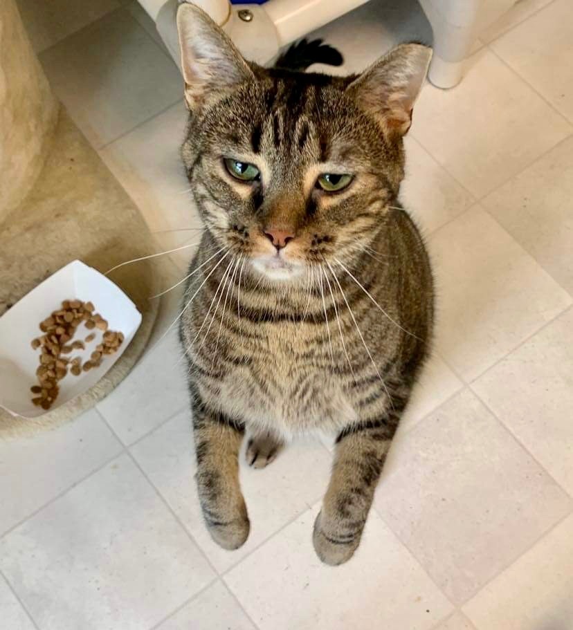 Enlarge Sabrina, a Adoptable Domestic Short Hair in Queenstown, MD image 11/12