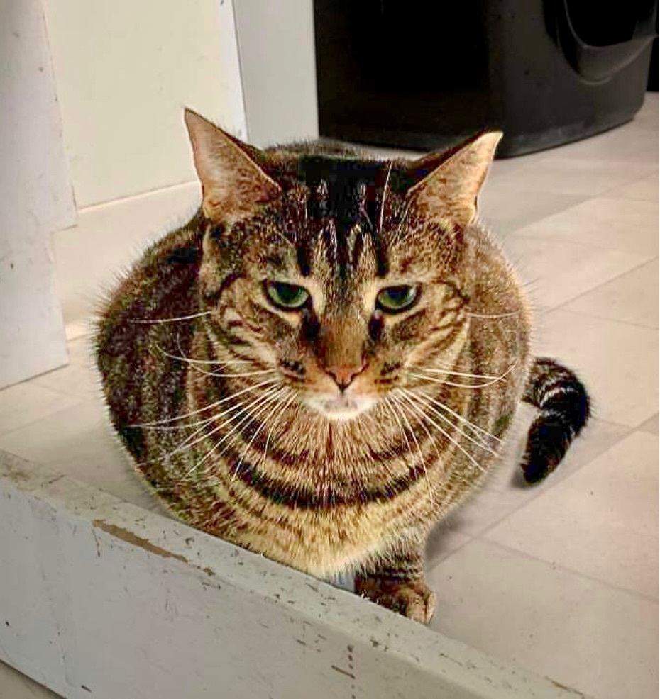 Enlarge Sabrina, a Adoptable Domestic Short Hair in Queenstown, MD image 12/12