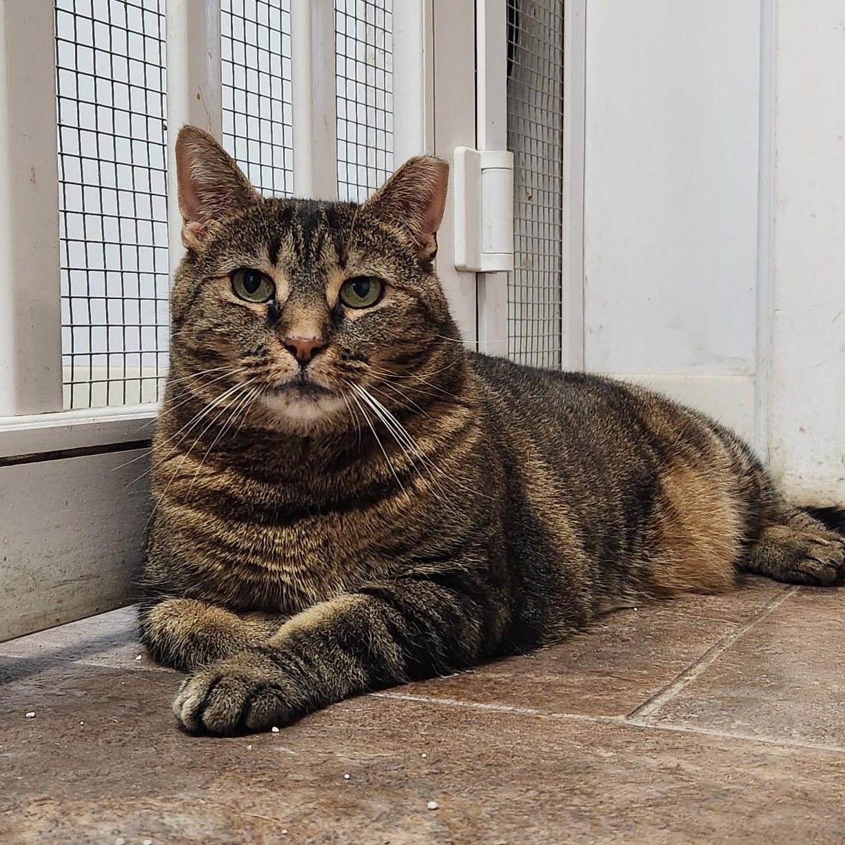 Sabrina, Adoptable, Adult Female Domestic Short Hair.