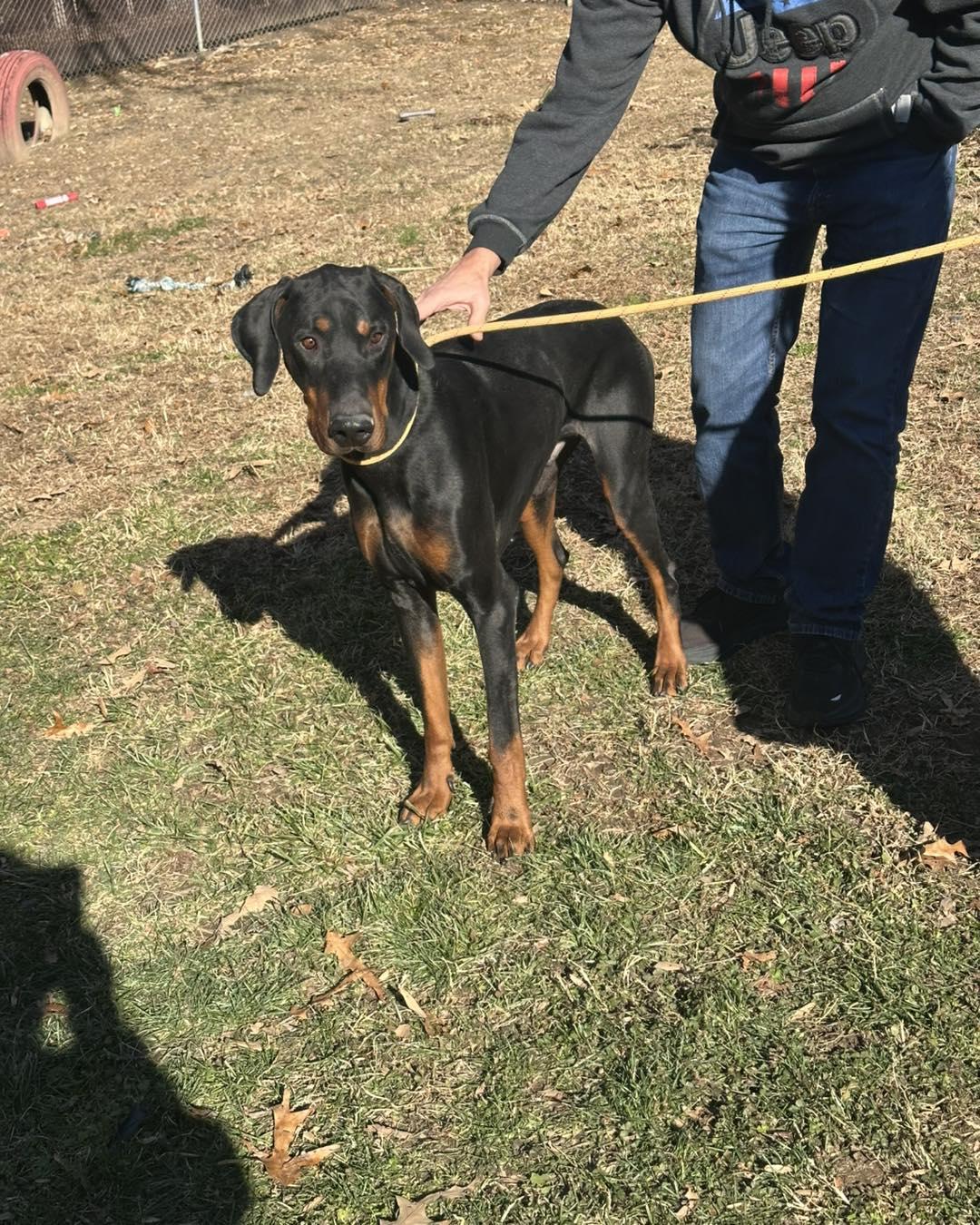 Enlarge Vader, a ADOPTABLE Doberman Pinscher in Phoenixville, PA image 1/1