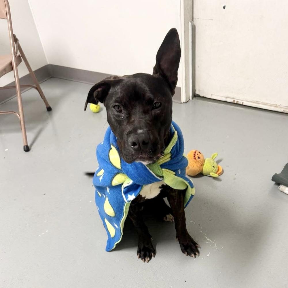 Enlarge Rocky, a Adoptable mixed breed in Groveland, MA image 1/6