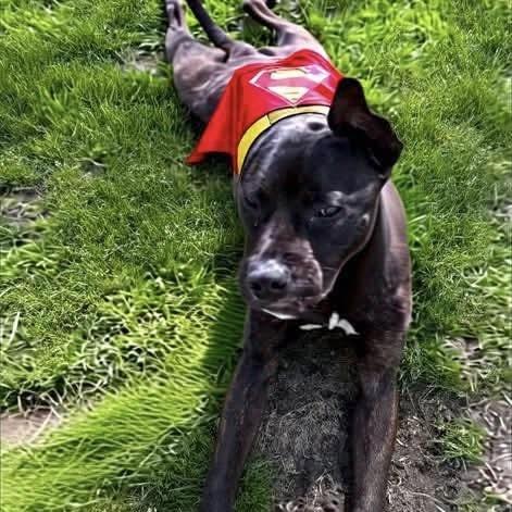 Enlarge Rocky, a Adoptable mixed breed in Groveland, MA image 2/6