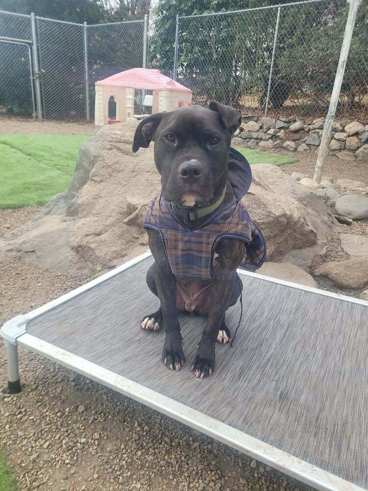 Enlarge Rocky, a Adoptable mixed breed in Groveland, MA image 3/6