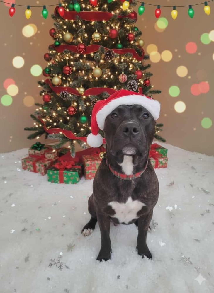 Enlarge Rocky, a Adoptable mixed breed in Groveland, MA image 3/6