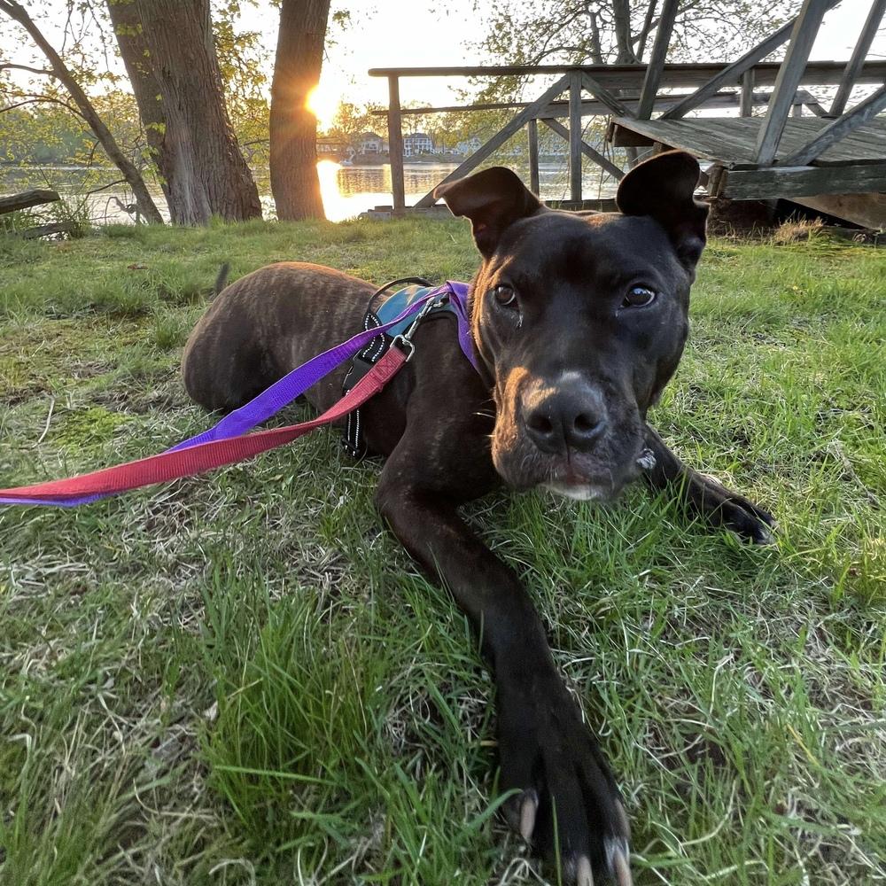 Enlarge Rocky, a Adoptable mixed breed in Groveland, MA image 4/6