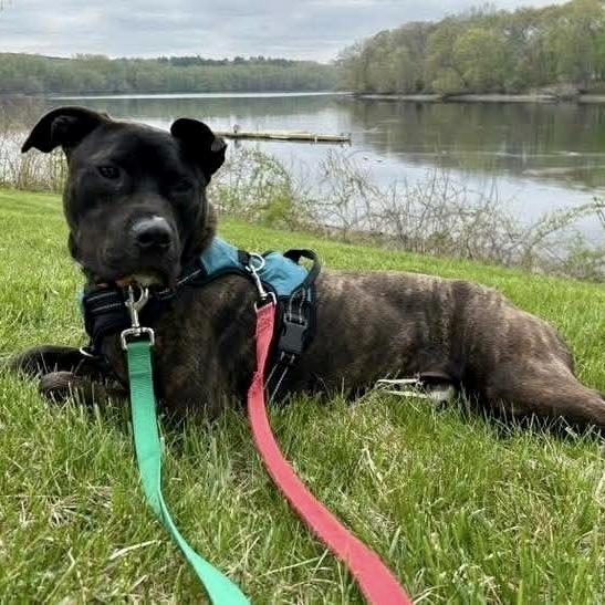 Enlarge Rocky, a Adoptable mixed breed in Groveland, MA image 5/6