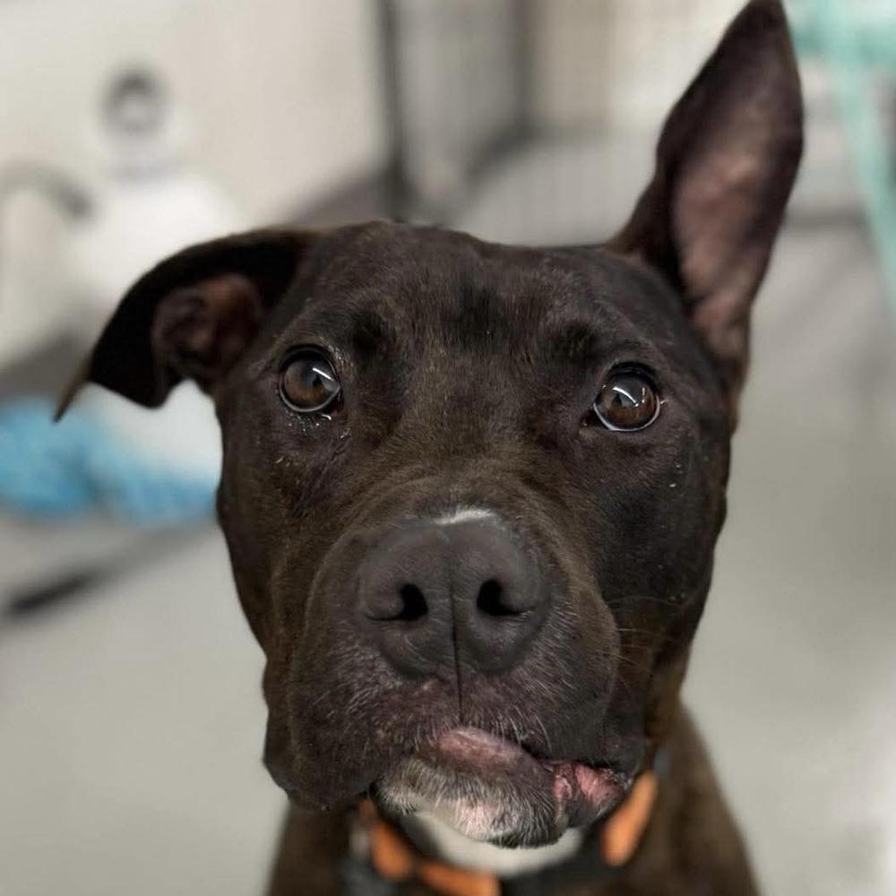 Enlarge Rocky, a Adoptable mixed breed in Groveland, MA image 6/6