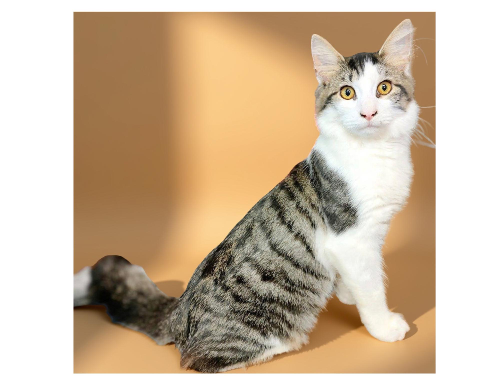 BART, Adoptable, Young Male Domestic Medium Hair.
