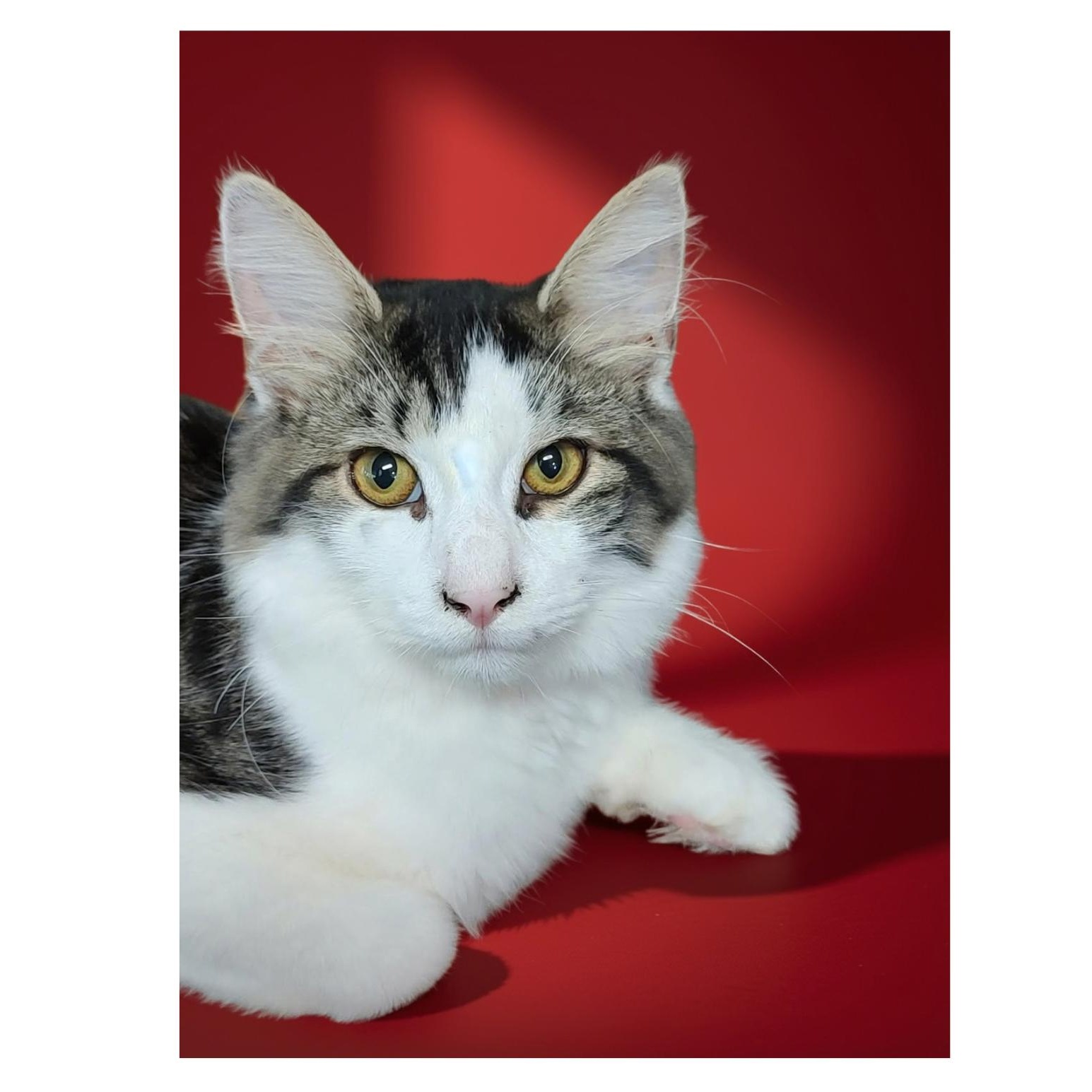 Enlarge BART, a Adoptable Domestic Medium Hair in Charlotte, NC image 2/4