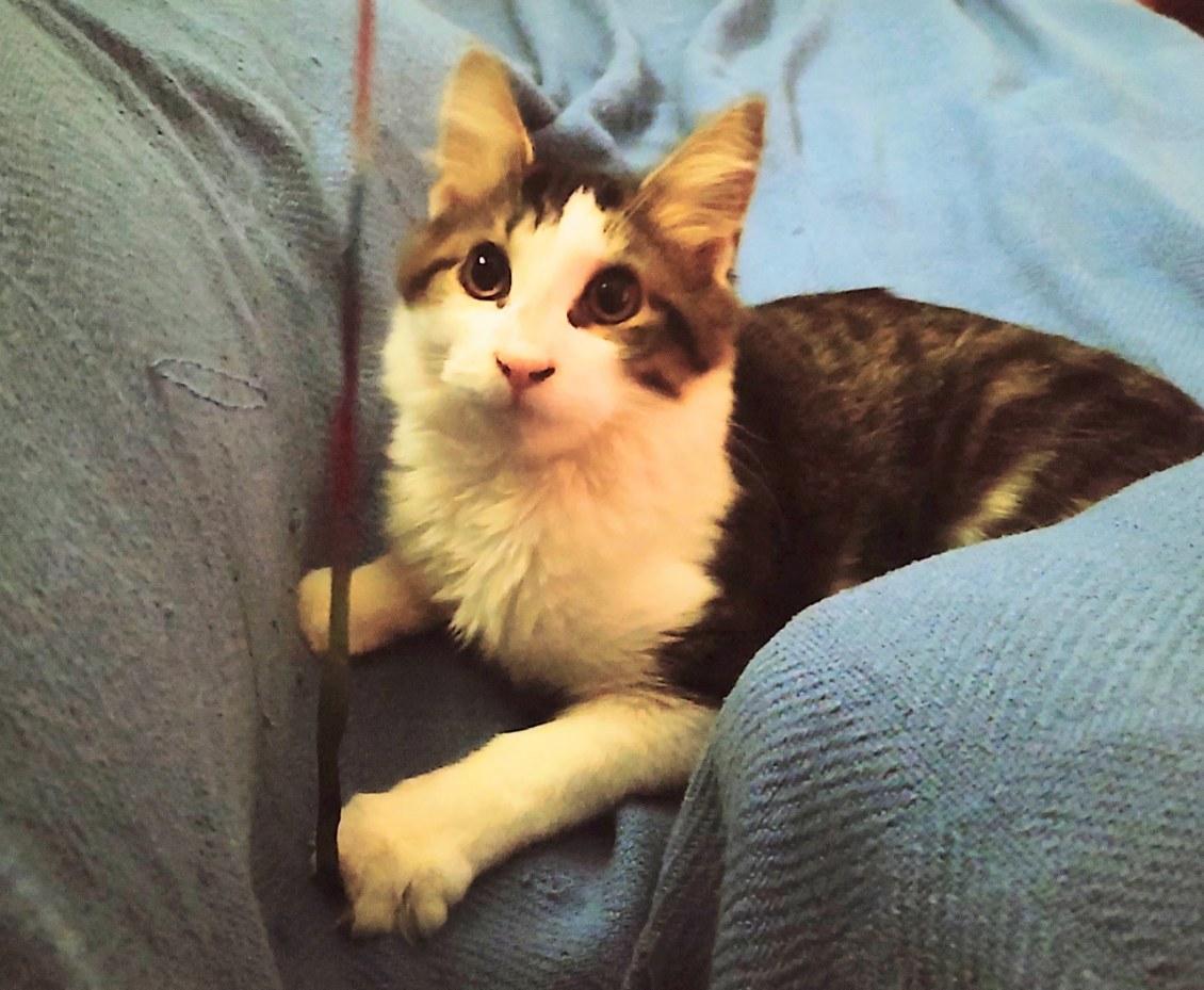 Enlarge BART, a Adoptable Domestic Medium Hair in Charlotte, NC image 4/4