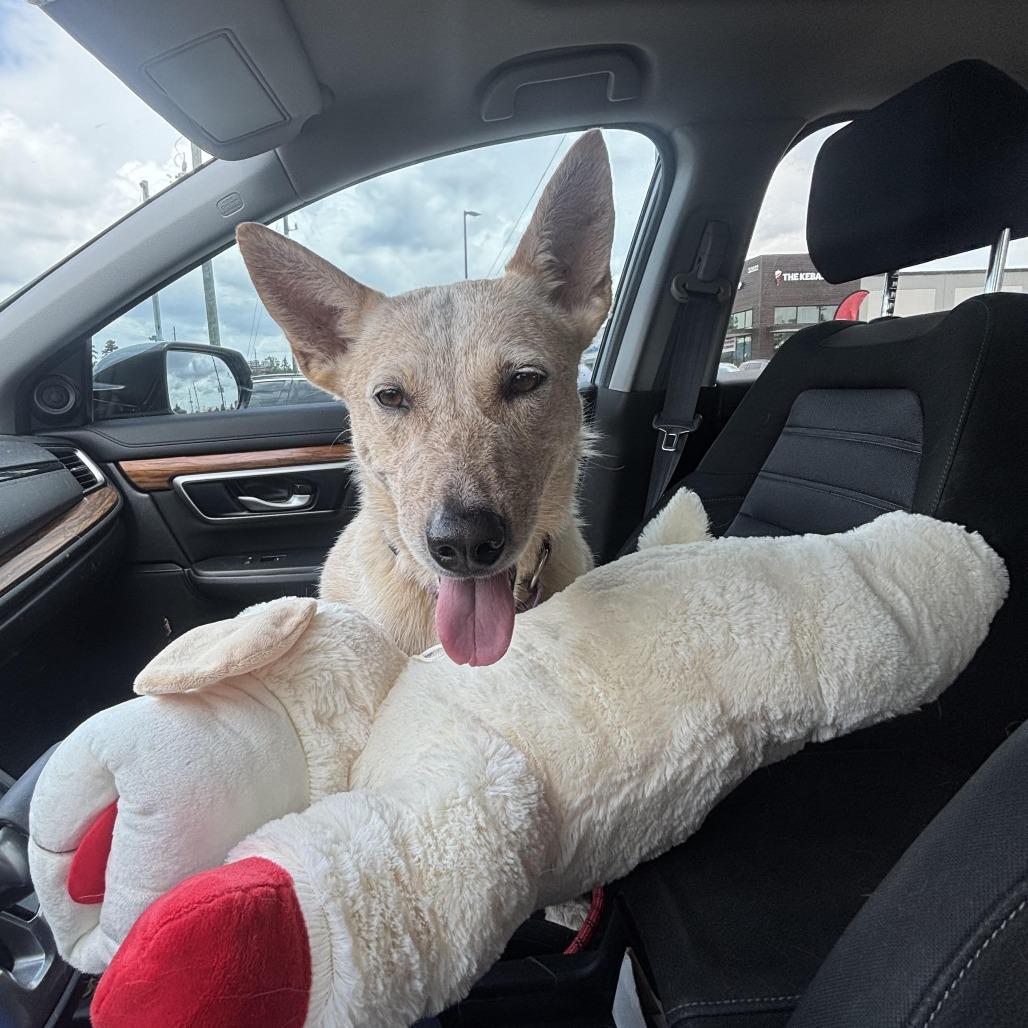 Debbie, a Adoptable mixed breed in Baltimore, MD image 4/6