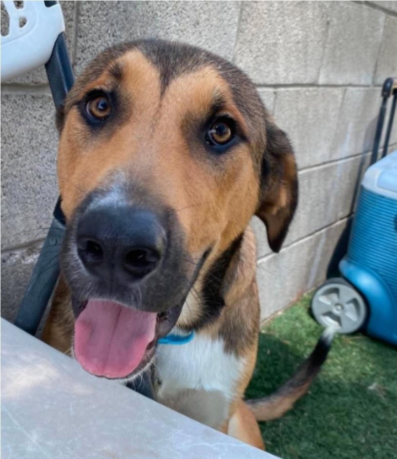 Volcom, Adoptable, Adult Male Anatolian Shepherd.
