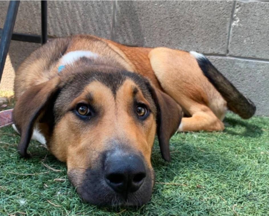 Volcom, a Adoptable mixed breed in Sedalia, CO image 2/6