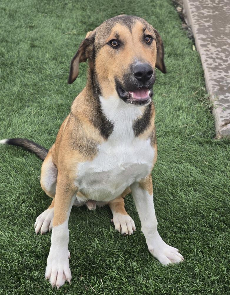 Volcom, a Adoptable mixed breed in Sedalia, CO image 3/6