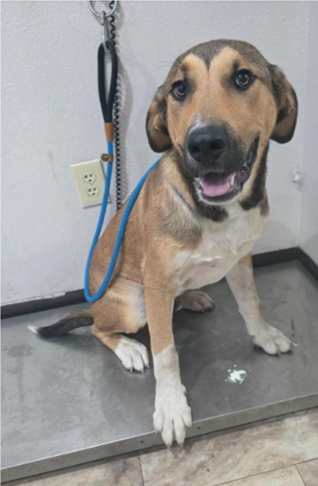 Volcom, a Adoptable mixed breed in Sedalia, CO image 5/6