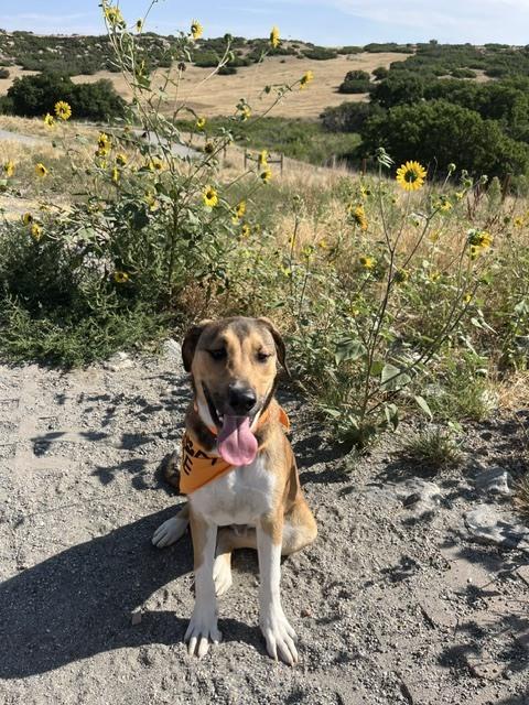 Volcom, a Adoptable mixed breed in Sedalia, CO image 6/6