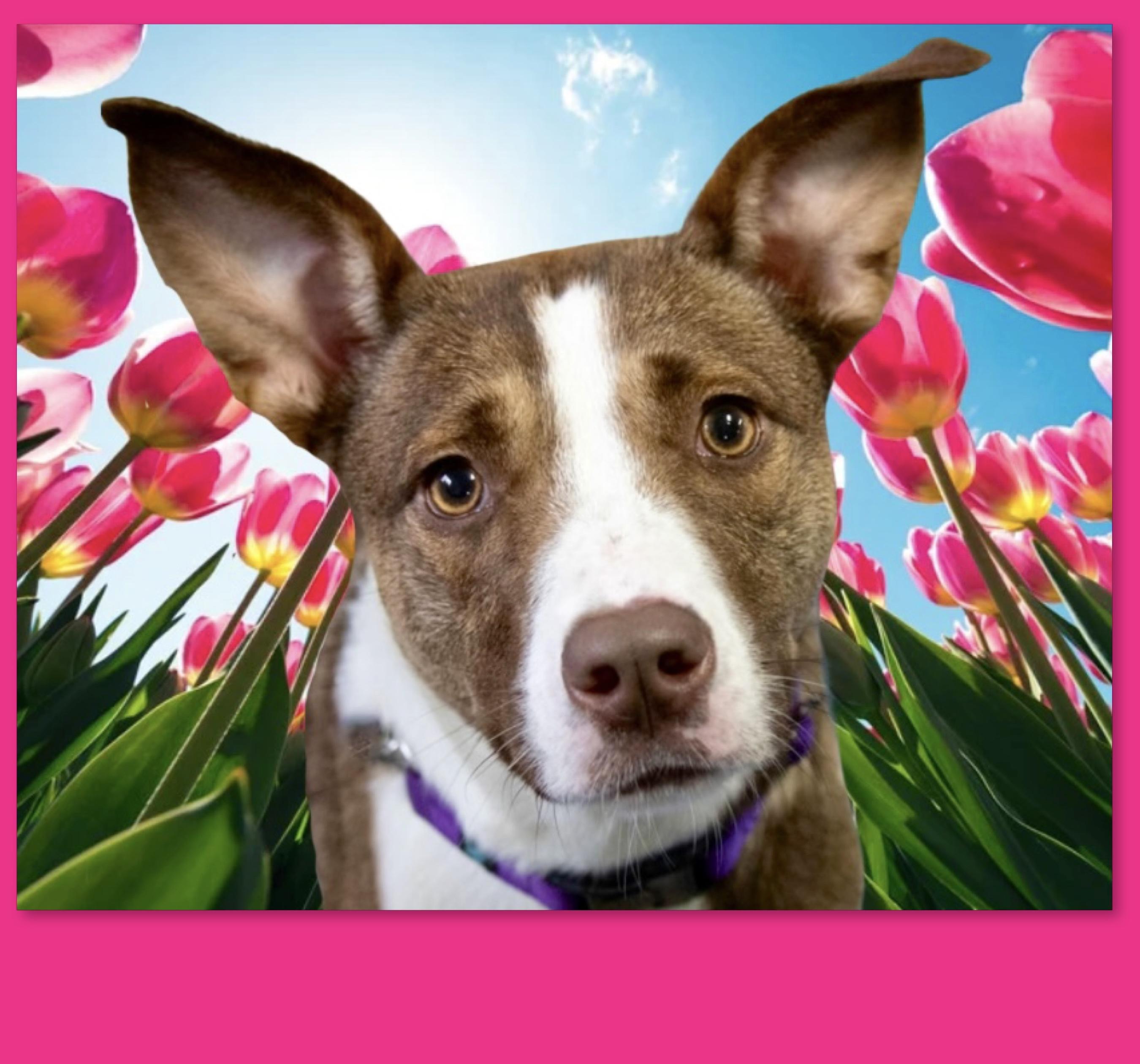 Kenzie, Adoptable, Adult Female Mixed Breed.