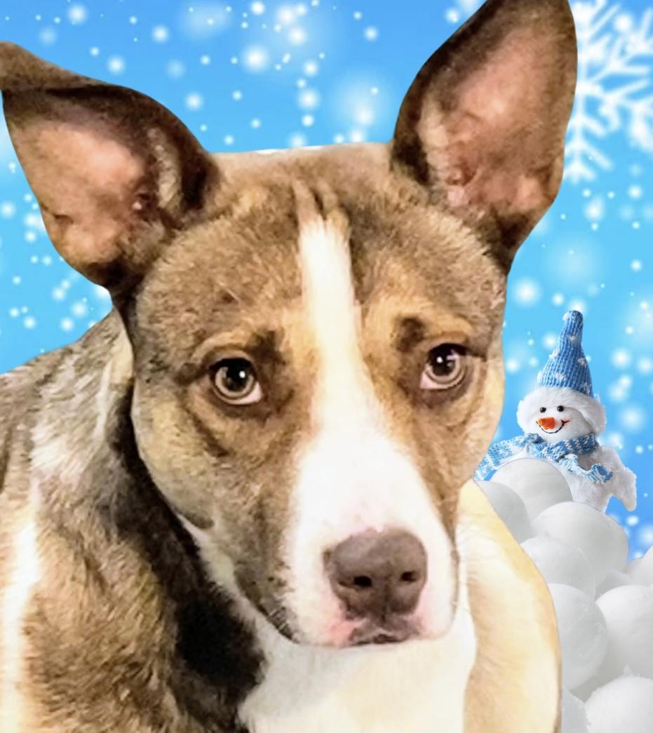 Enlarge Kenzie, a Adoptable mixed breed in Westfield, NY image 2/6