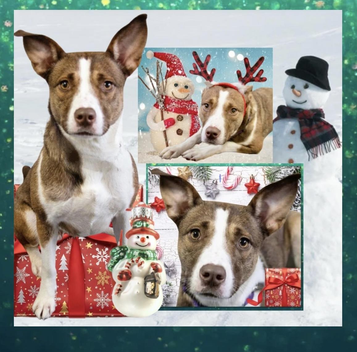 Enlarge Kenzie, a Adoptable mixed breed in Westfield, NY image 1/3