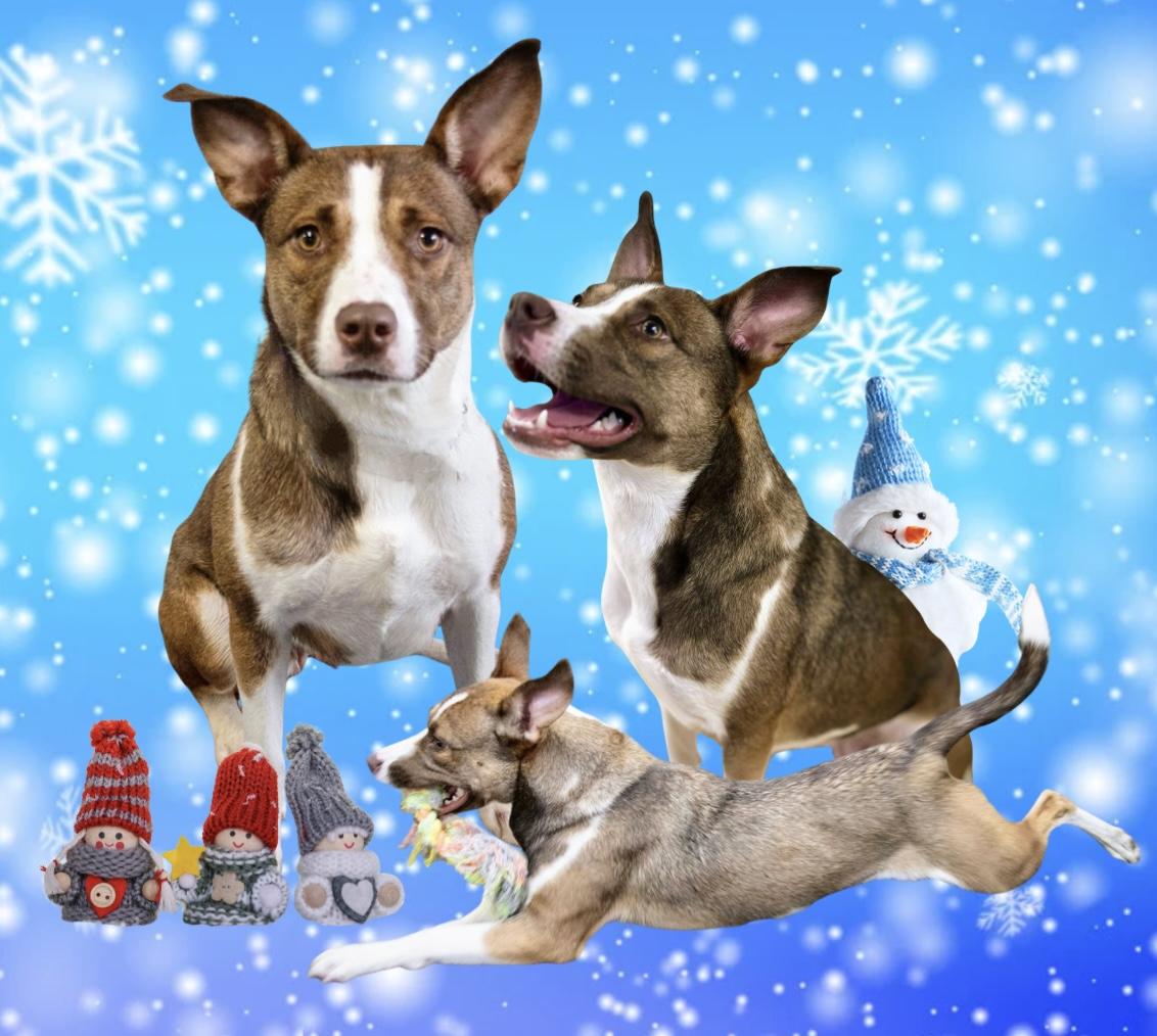 Enlarge Kenzie, a Adoptable mixed breed in Westfield, NY image 5/6