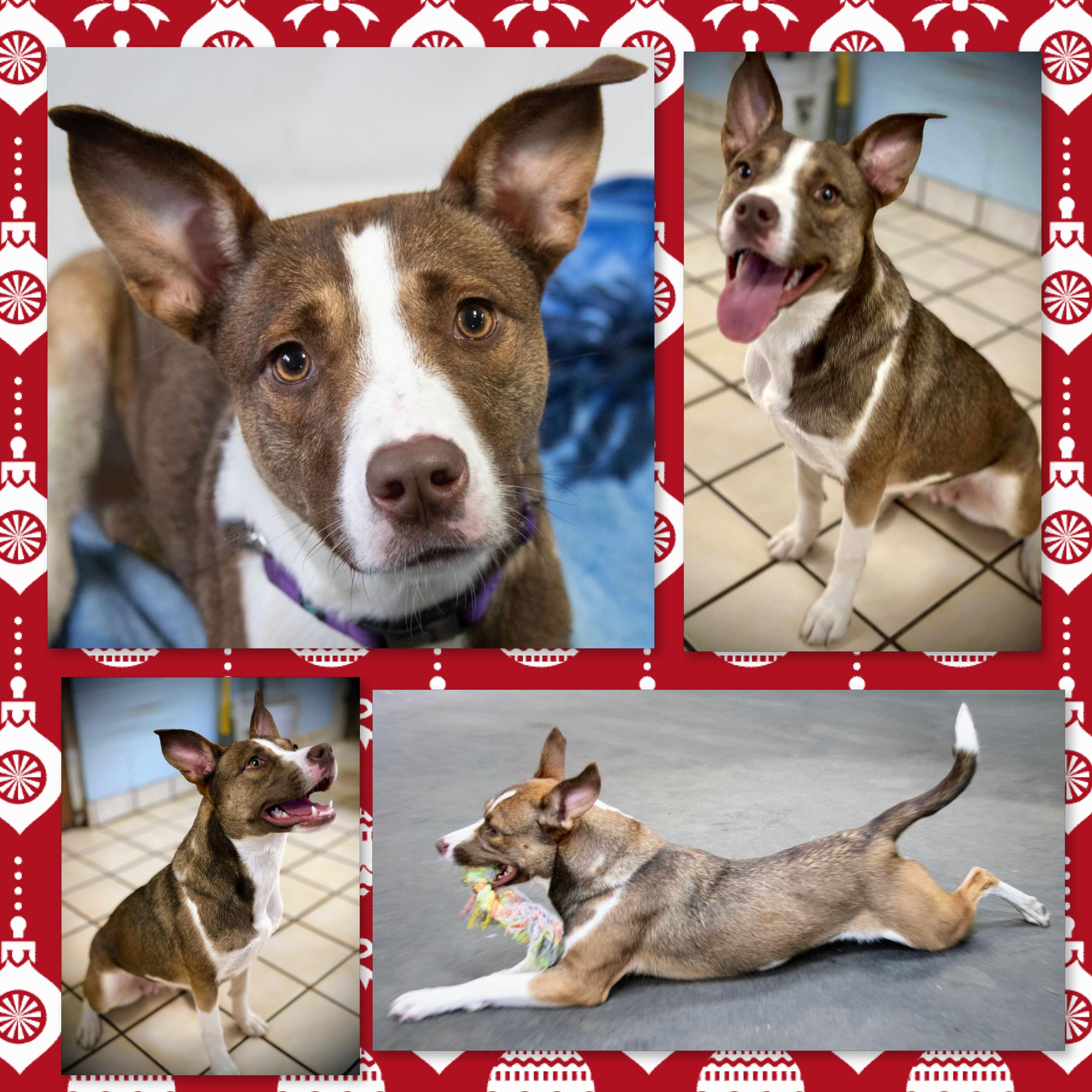 Enlarge Kenzie, a Adoptable mixed breed in Westfield, NY image 3/3