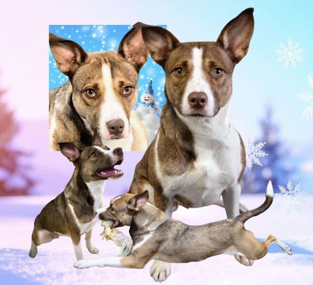 Enlarge Kenzie, a Adoptable mixed breed in Westfield, NY image 3/6