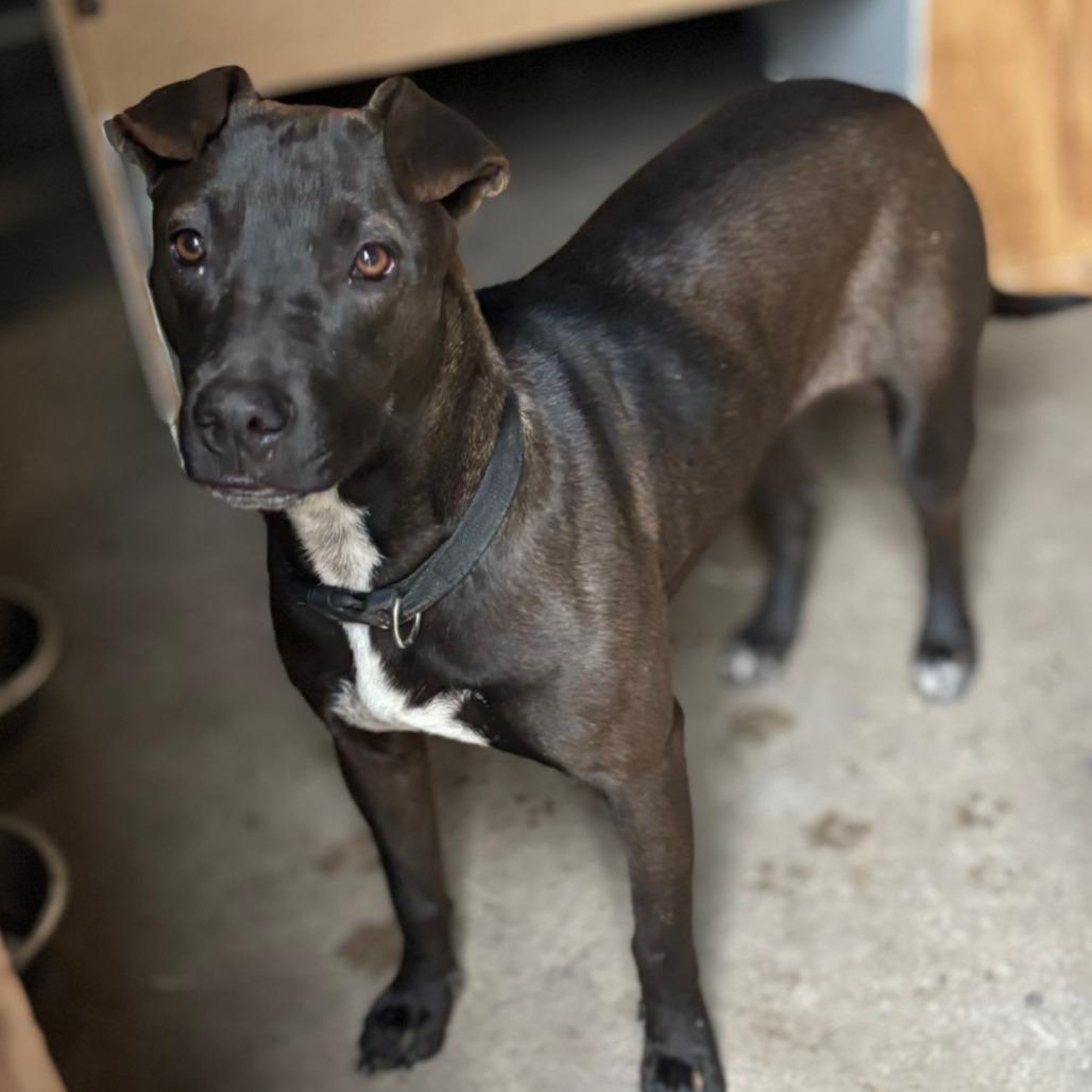 Backpack, a Adoptable mixed breed in Austin, TX image 1/5