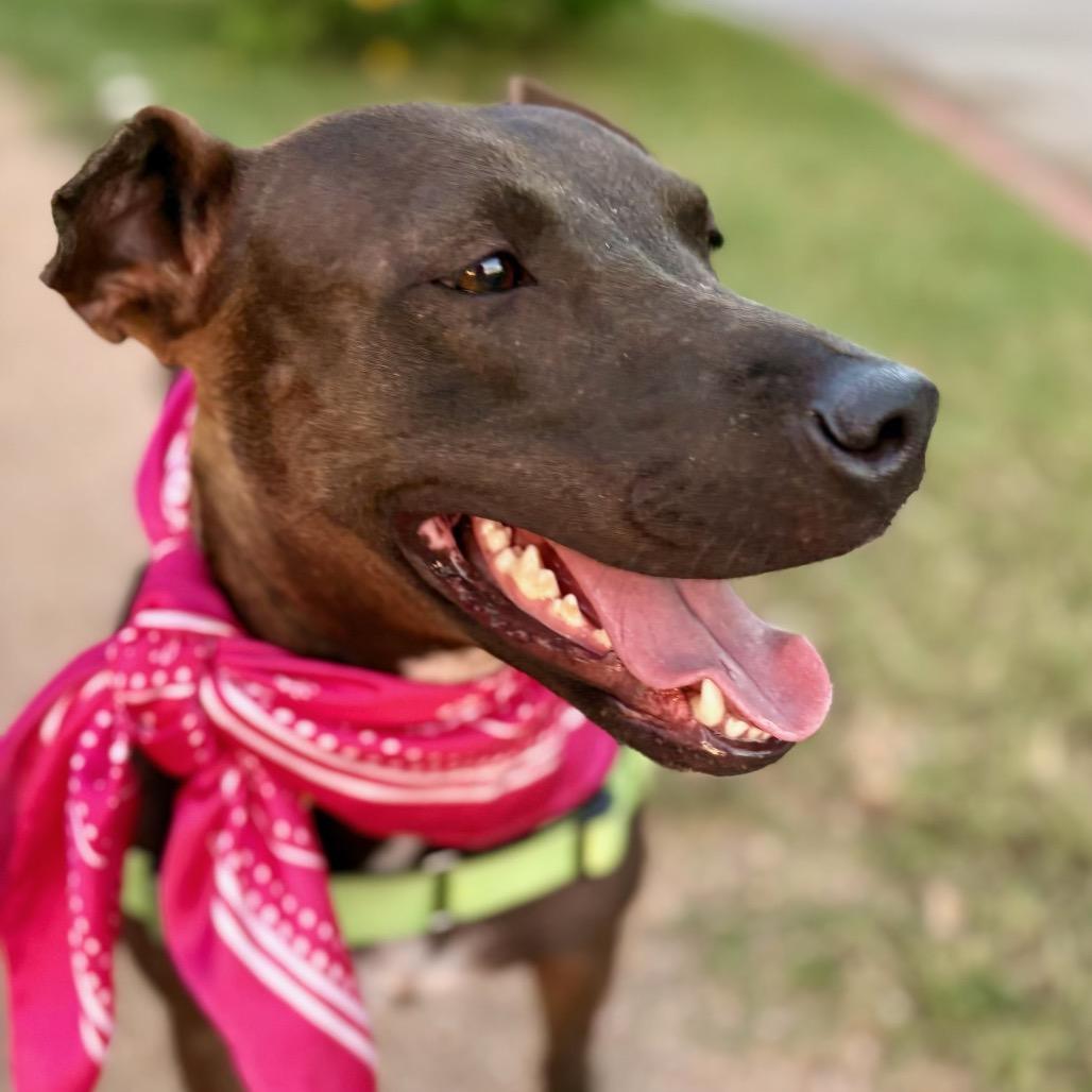 Backpack, a Adoptable mixed breed in Austin, TX image 2/5