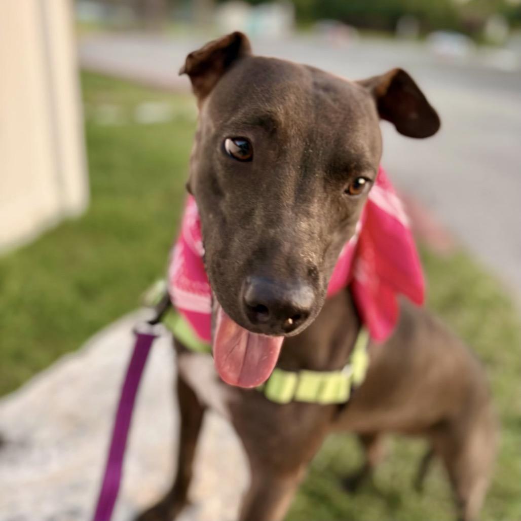 Backpack, a Adoptable mixed breed in Austin, TX image 3/5