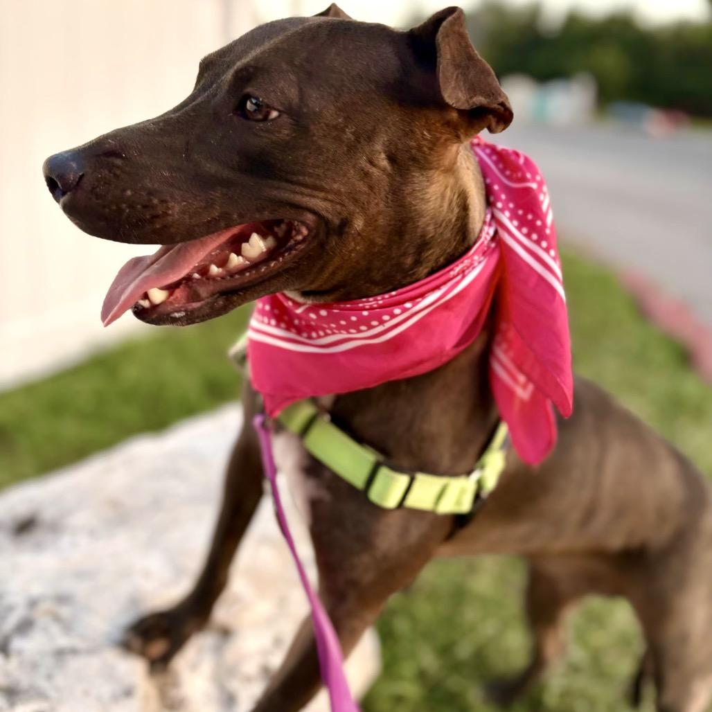 Backpack, a Adoptable mixed breed in Austin, TX image 4/5