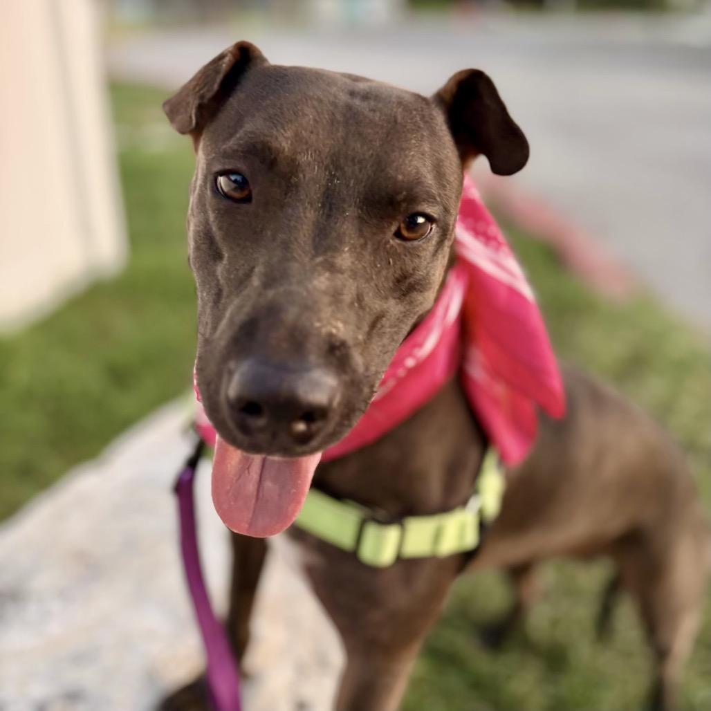 Backpack, a Adoptable mixed breed in Austin, TX image 5/5