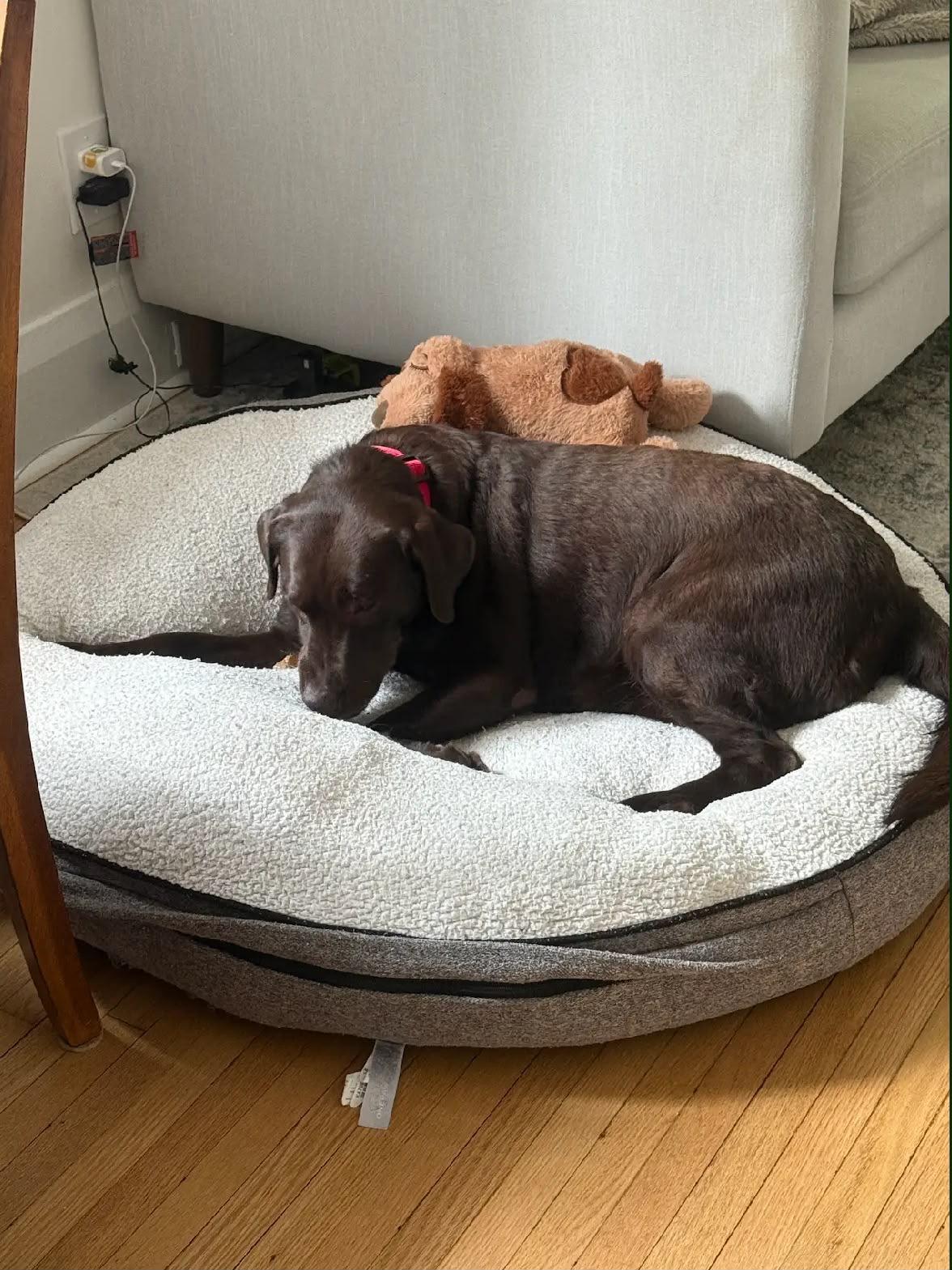 Enlarge Leah, an adopted Labrador Retriever in Oakville, ON image 3/6