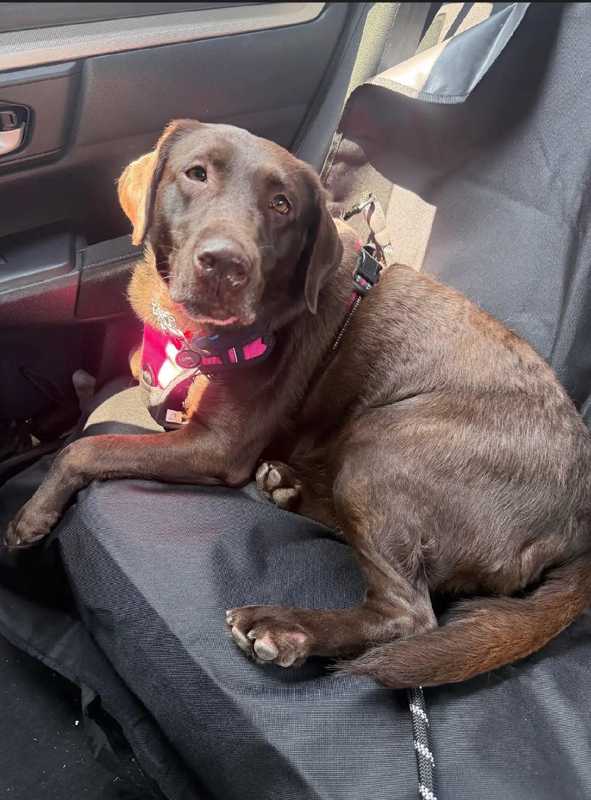 Enlarge Leah, an adopted Labrador Retriever in Oakville, ON image 2/6