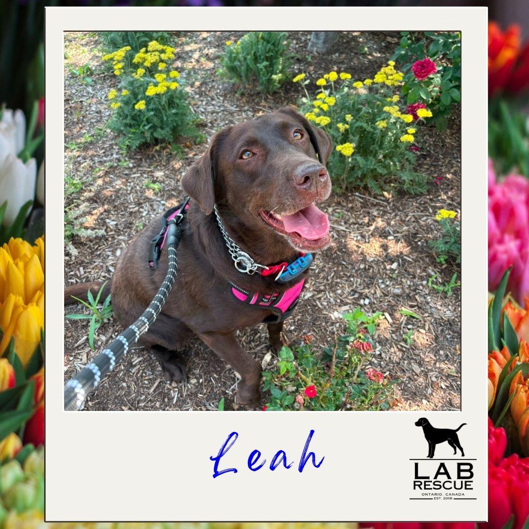 Enlarge Leah, an adopted Labrador Retriever in Oakville, ON image 1/6