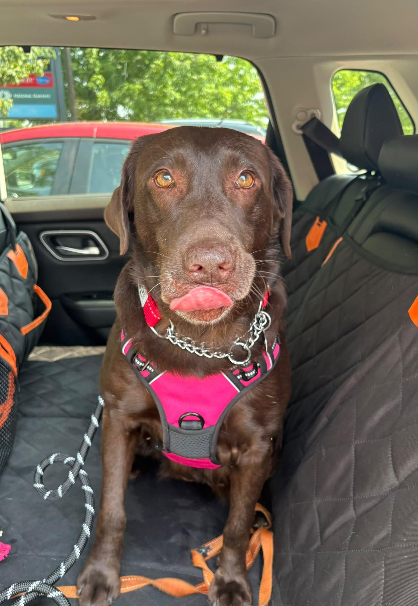 Enlarge Leah, an adopted Labrador Retriever in Oakville, ON image 5/6