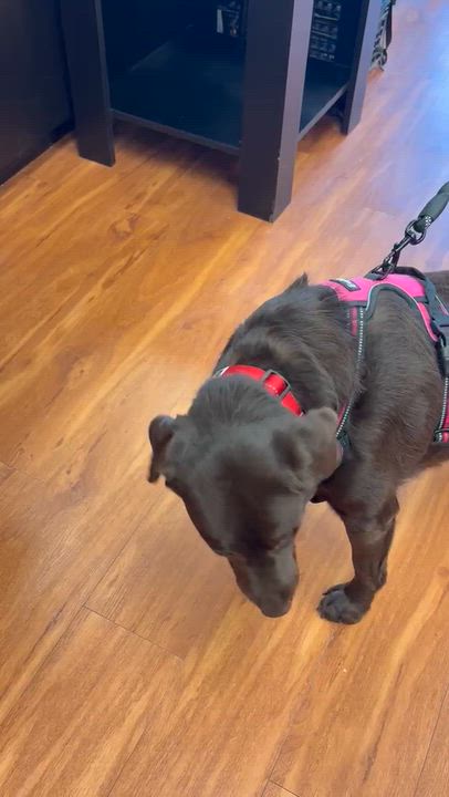 Enlarge Leah, an adopted Labrador Retriever in Oakville, ON video 6/6