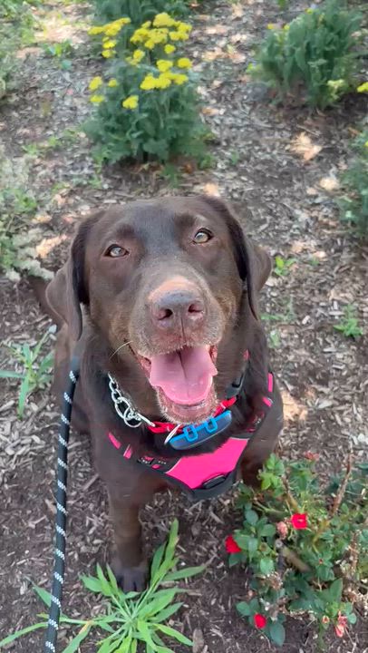 Enlarge Leah, an adopted Labrador Retriever in Oakville, ON video 4/6
