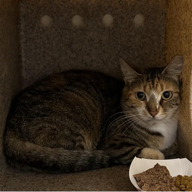 Enlarge DOJA CAT, a Adoptable Domestic Short Hair in Lincolnton, NC image 1/1