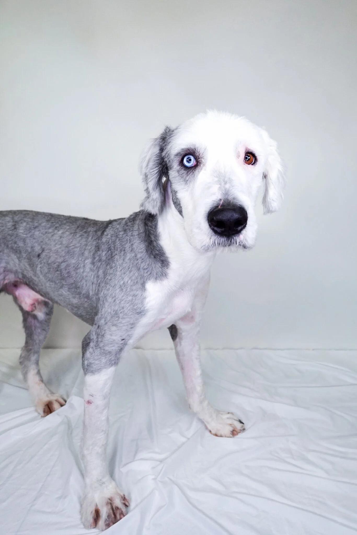 Prince, an adopted Old English Sheepdog in Bixby, OK image 6/6