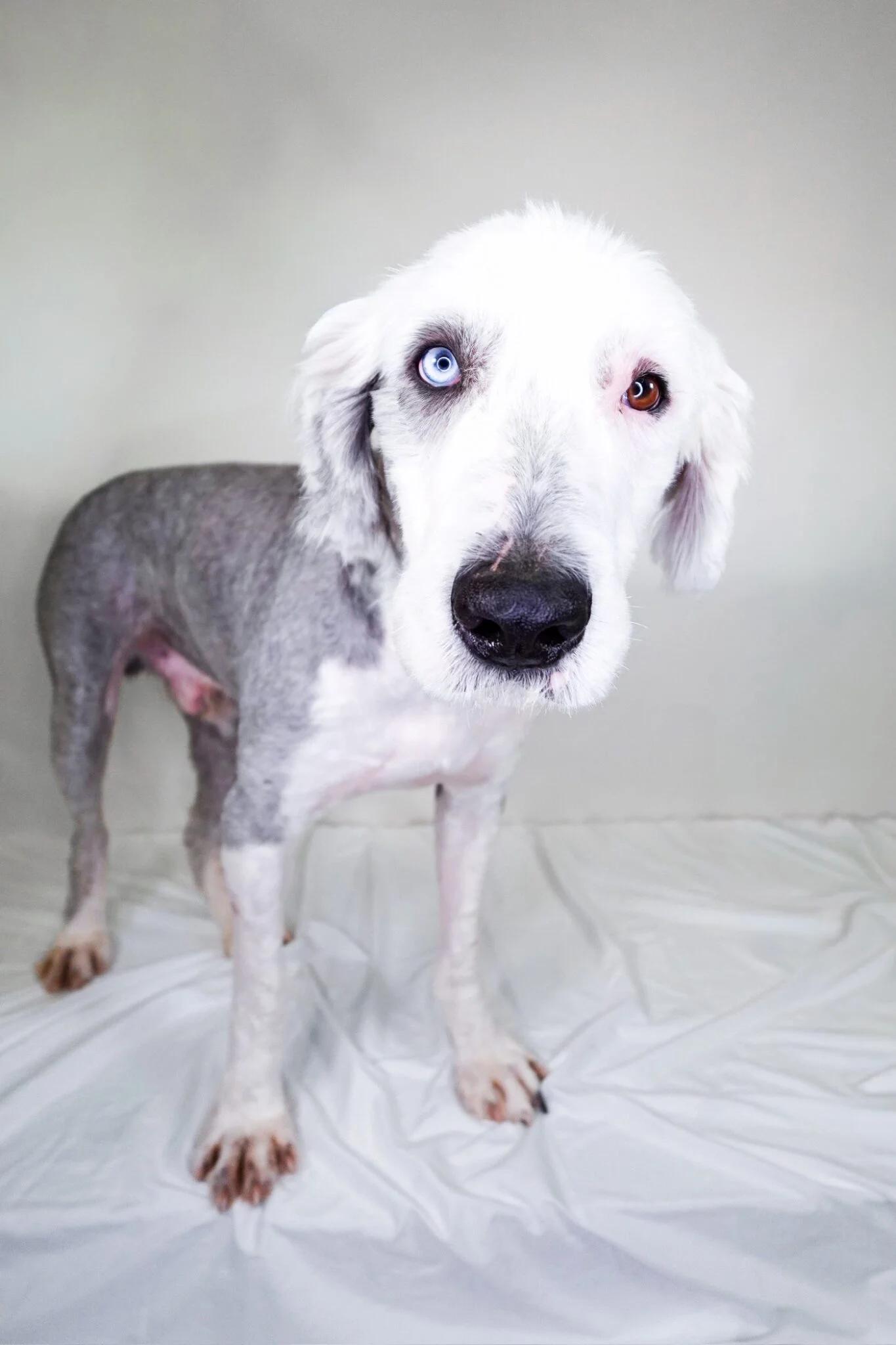 Prince, an adopted Old English Sheepdog in Bixby, OK image 1/6