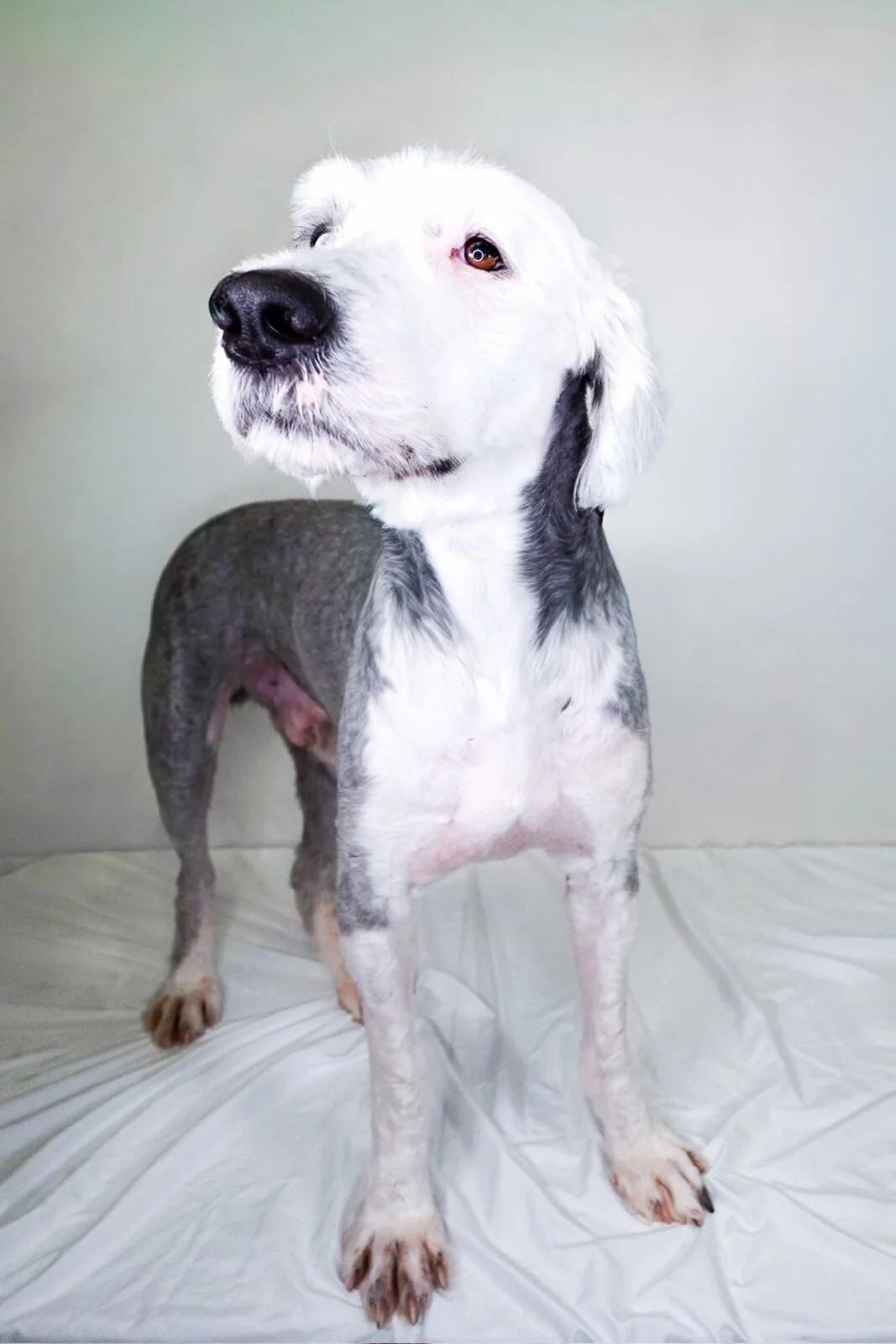 Prince, an adopted Old English Sheepdog in Bixby, OK image 5/6