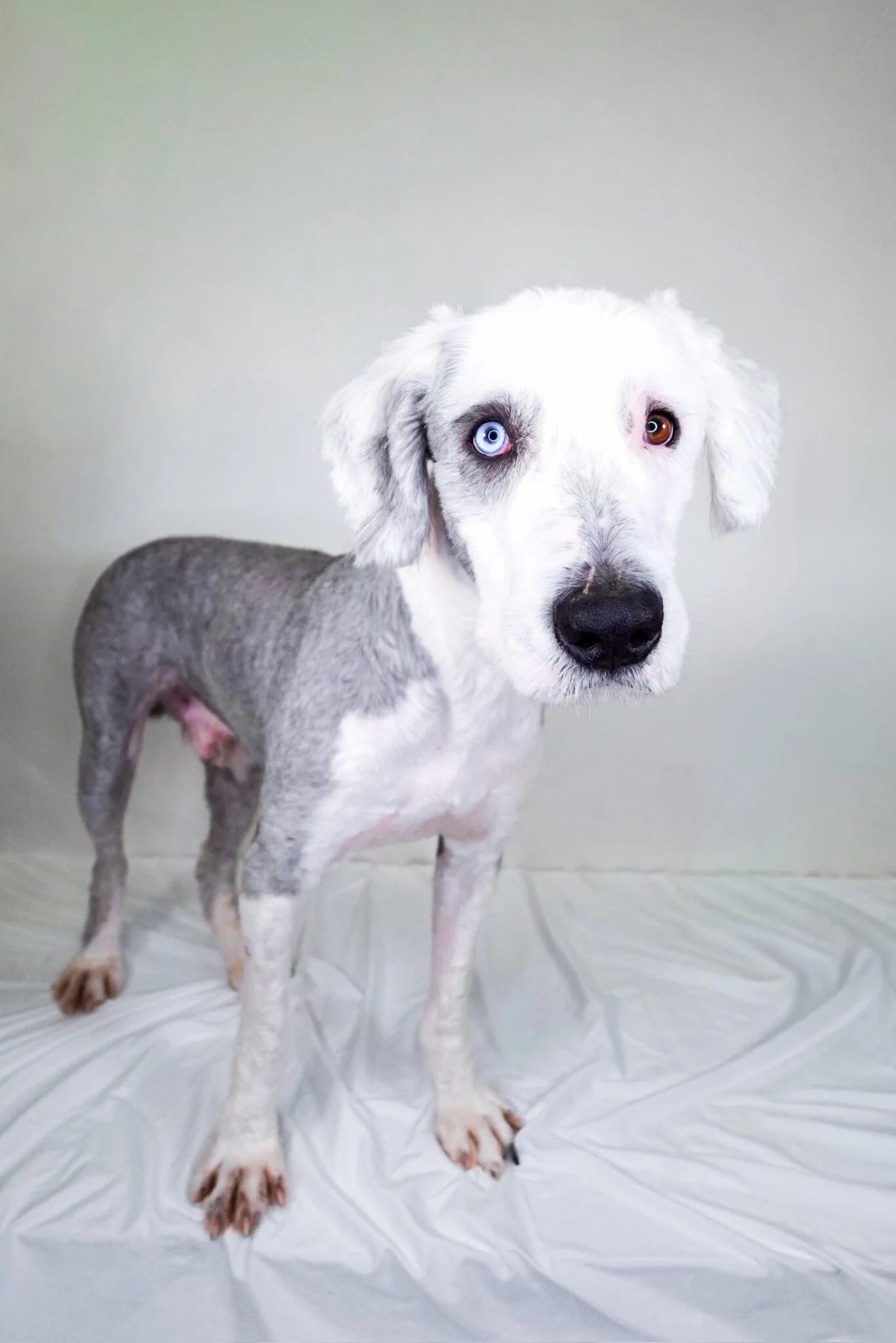 Prince, an adopted Old English Sheepdog in Bixby, OK image 4/6