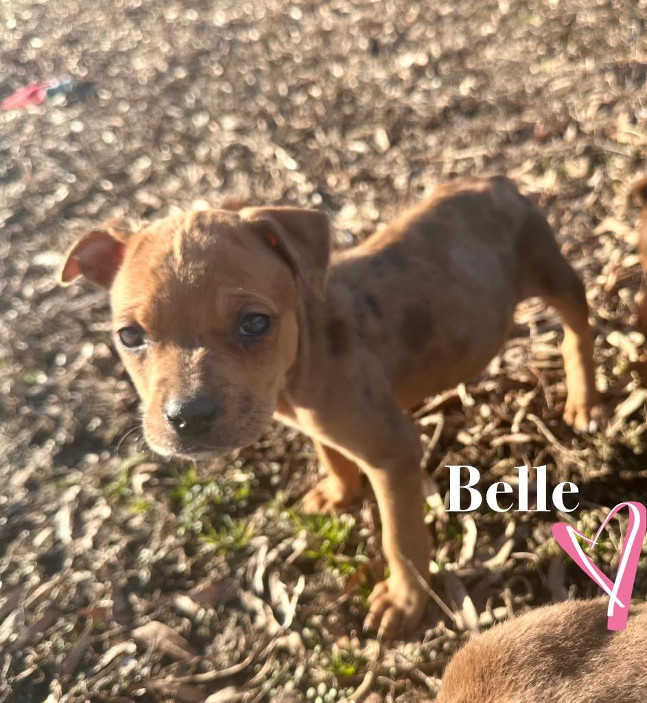 Belle, a Adoptable mixed breed in Claremore, OK image 1/6