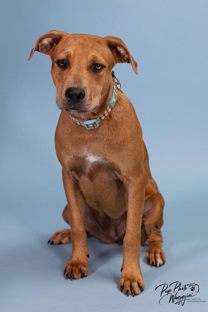 Belle, a Adoptable mixed breed in Claremore, OK image 2/6