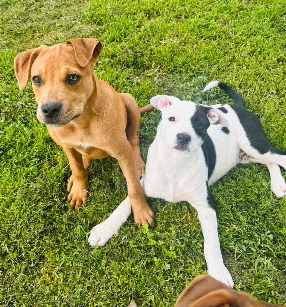 Belle, a Adoptable mixed breed in Claremore, OK image 3/6